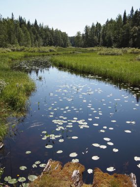 nehir nilüfer yaprağı