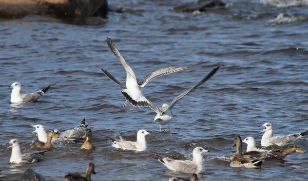 Gaivotas e patos — Fotografia de Stock