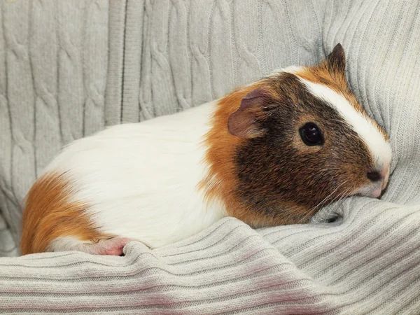 Cerdo de Guinea — Foto de Stock