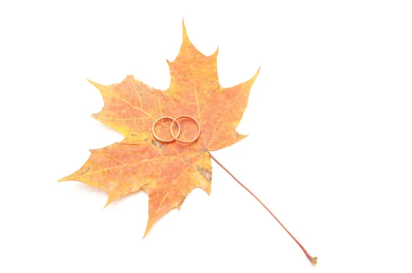 Wedding rings and maple leaves on a white background — Stock Photo, Image