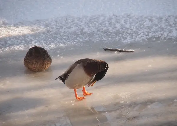 Eenden op de rivier in de winter — Stockfoto