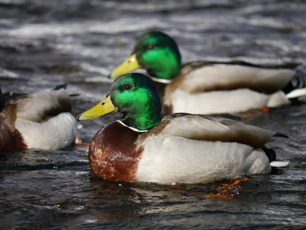 Kachna na řece v zimě — Stock fotografie