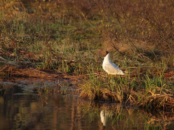 Le seagul — Photo