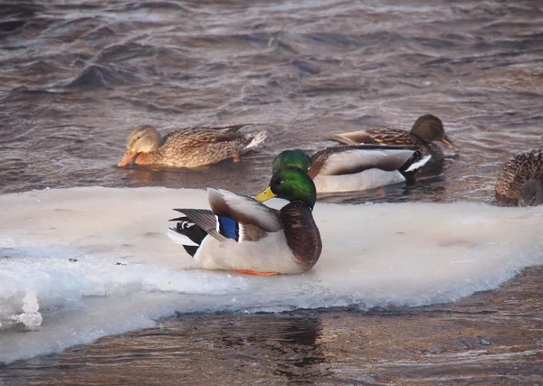 Enten im Winter auf dem Fluss — Stockfoto