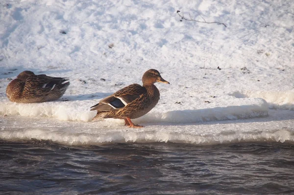 Wilde eenden op de rivier in de bittere kou — Stockfoto