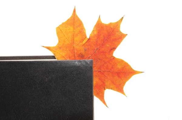 The book and maple leaves on a white background — Stock Photo, Image