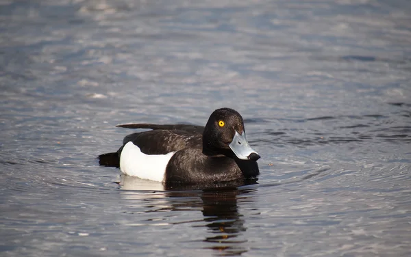 Tufted Duck - Aythya fuligula, male — Stock Photo, Image