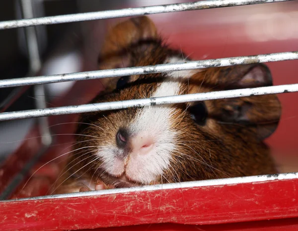 Cerdo de Guinea — Foto de Stock