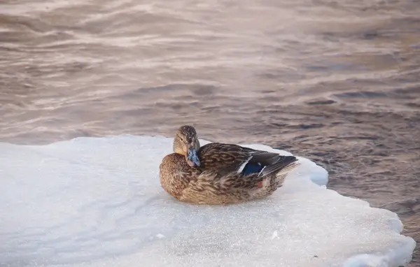 Wild ducks on the river in the bitter cold — Stock Photo, Image