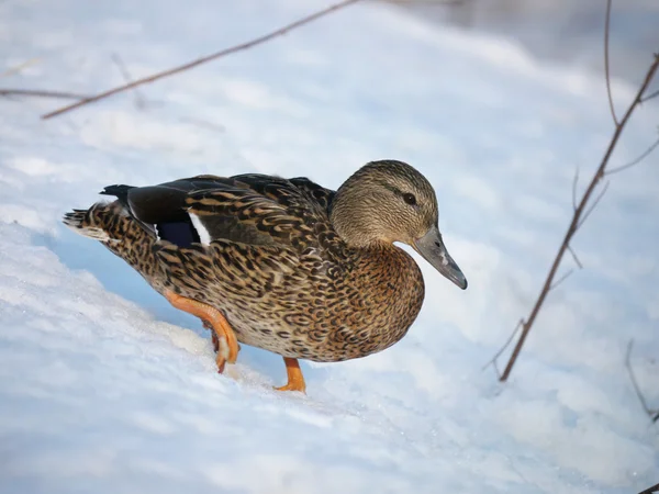 Pato en el río en invierno — Foto de Stock