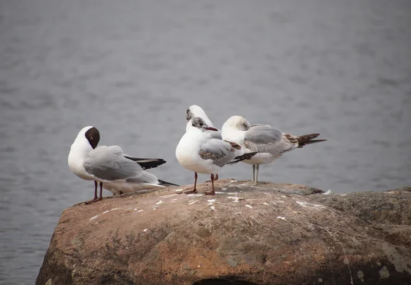 Gaviota de cabeza negra (Larus ridibundus) —  Fotos de Stock