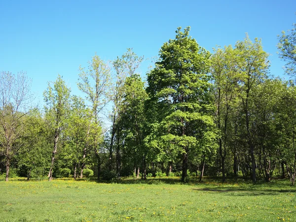 Parque de verão, árvores — Fotografia de Stock