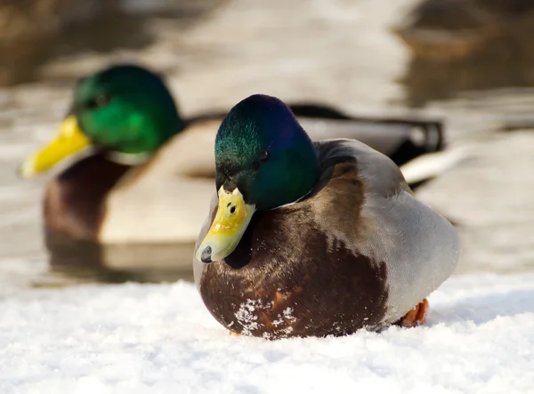 Canard sur le lac — Photo