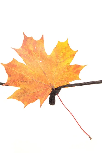 Maple leaf on a rope on a white background — Stock Photo, Image