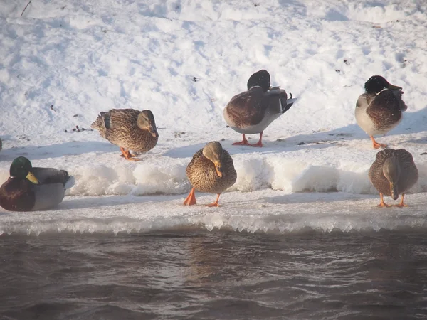 Дикие утки на реке в лютый мороз — стоковое фото