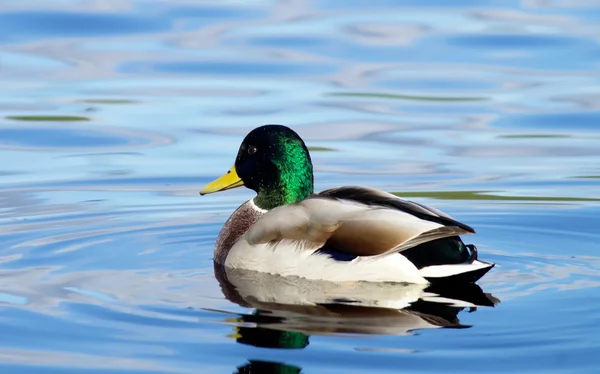 Canard sur le lac — Photo