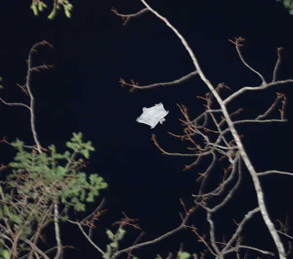 Very rate animal - Flying squirrel (Pteromys volans) fly — Stock Photo, Image