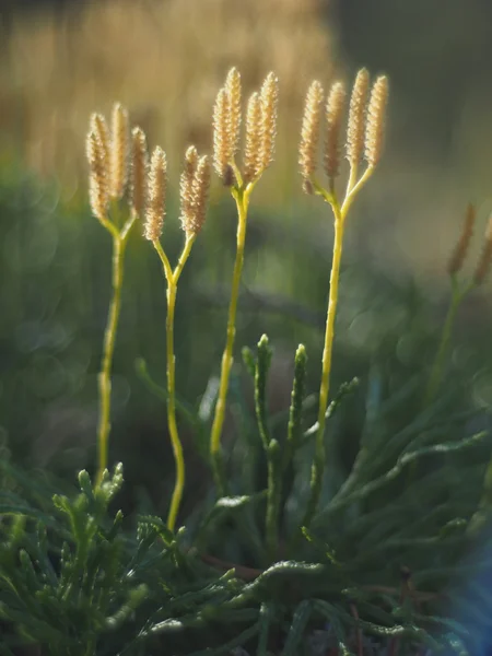 Lycopodium yosun — Stok fotoğraf