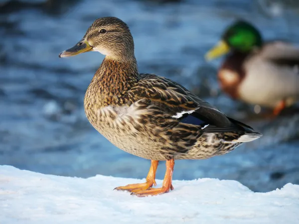 Pato en el río en invierno — Foto de Stock