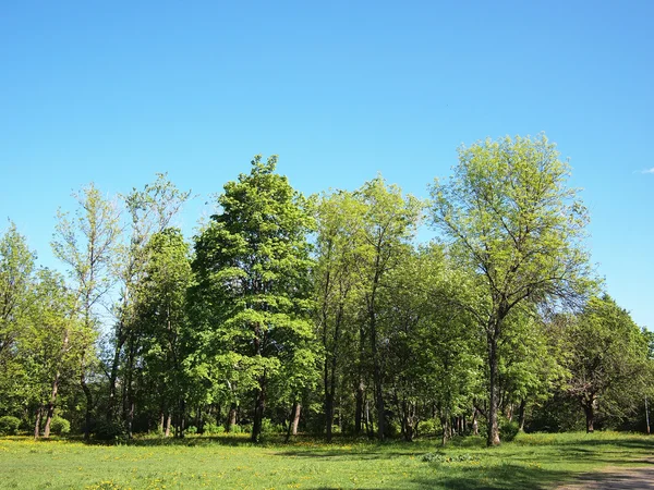 Yaz park, ağaçlar