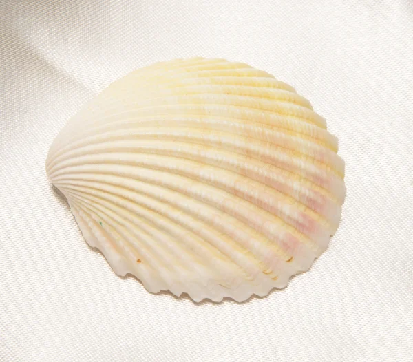 Seashell på ljus tyg — Stockfoto