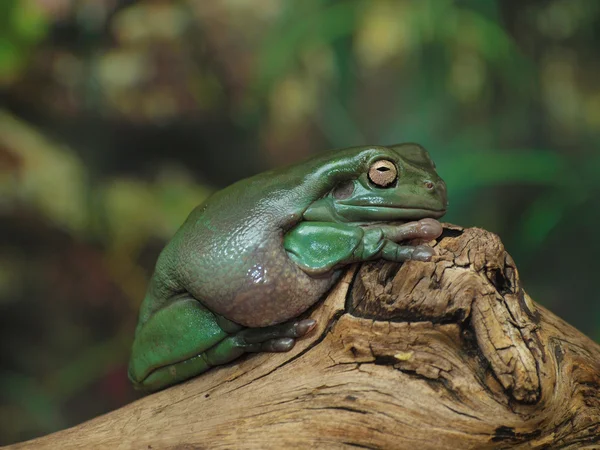 Weißes knödeliges Laubfröschchen auf einem Ast — Stockfoto