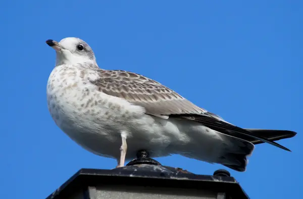 Seagull on lantern — Stock Photo, Image