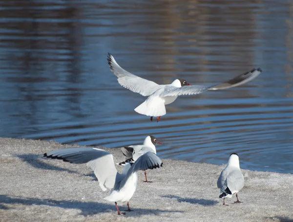 As gaivotas — Fotografia de Stock