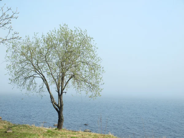 Drzewo na wybrzeżu jeziora — Zdjęcie stockowe