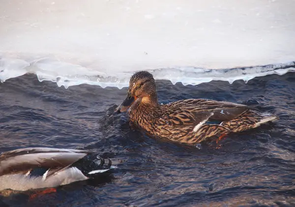 Wilde eenden op de rivier in de bittere kou — Stockfoto