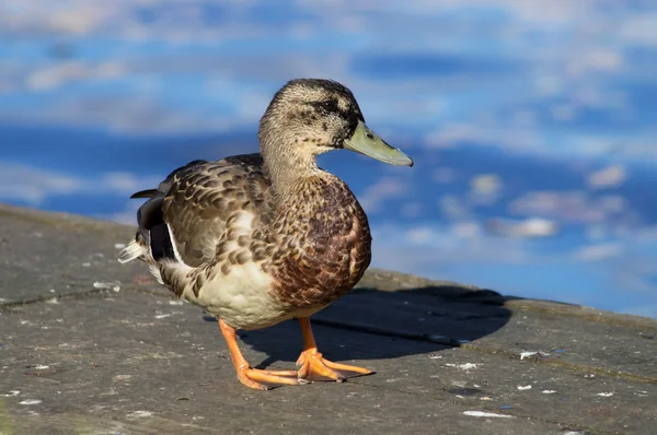 Pato no lago — Fotografia de Stock