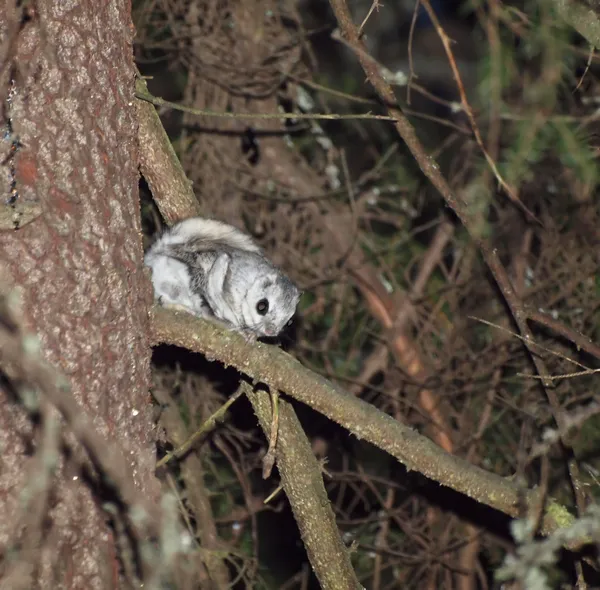 Právě rychlost zvířat - létající veverky (Pteromys Létající ryba) — Stock fotografie