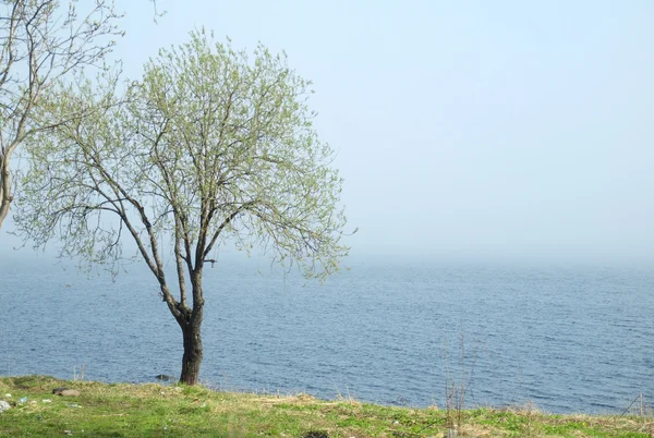 Árbol en la costa del lago — Foto de Stock