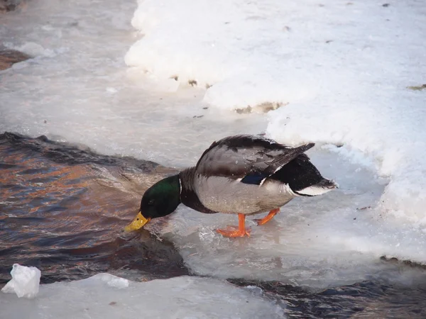Enten im Winter auf dem Fluss — Stockfoto