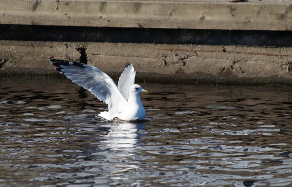 Seagull — Stock Photo, Image