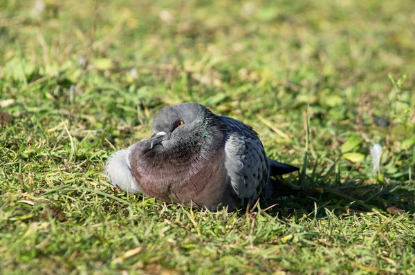 Taube ins grüne Gras — Stockfoto