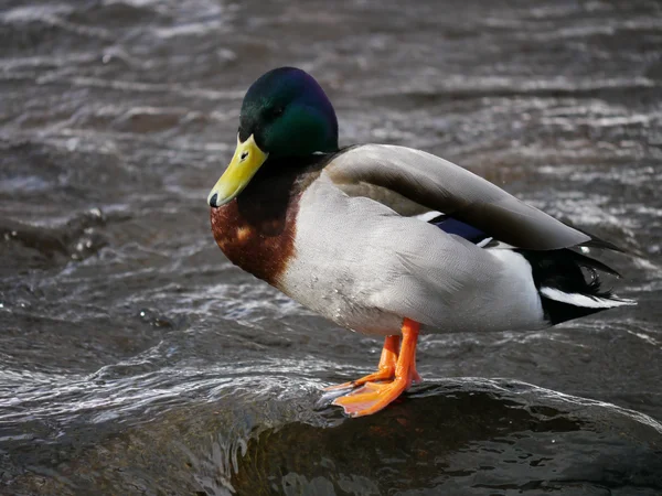 Duck on the river in winter — Stock Photo, Image