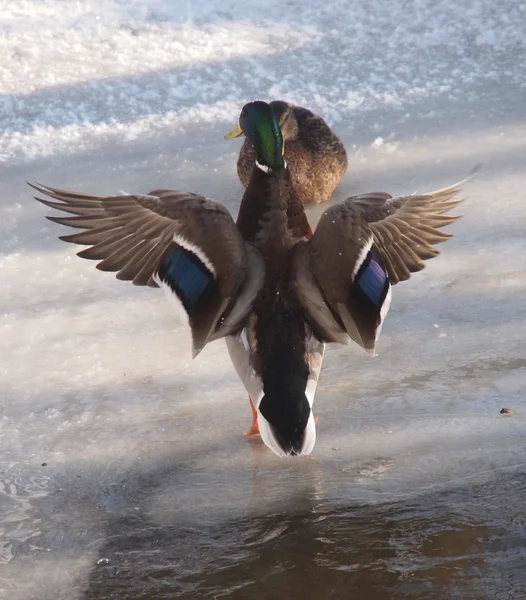 Ducks on the river in winter — Stock Photo, Image