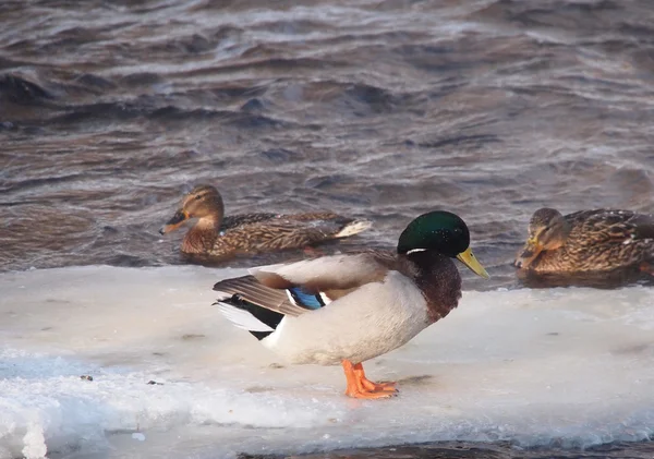 Kachny na řece v zimě — Stock fotografie