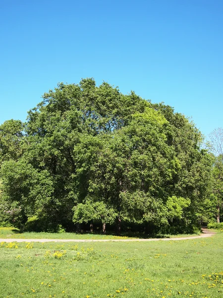 Parque de verano, árboles — Foto de Stock