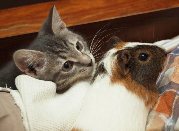 guinea pig and cat