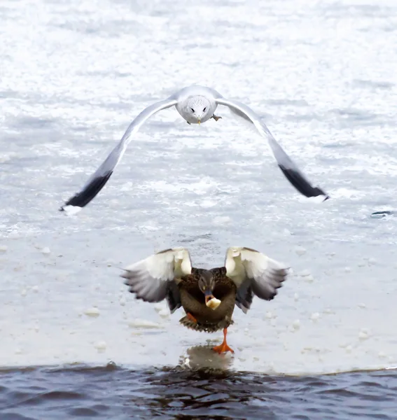 Pato y gaviota — Foto de Stock