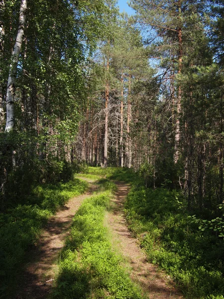 Estrada florestal — Fotografia de Stock
