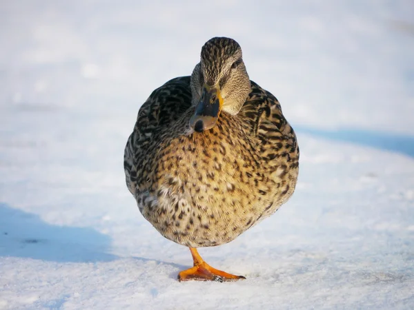 Canard sur la rivière en hiver — Photo