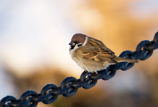 Sparrow and chain — Stock Photo, Image