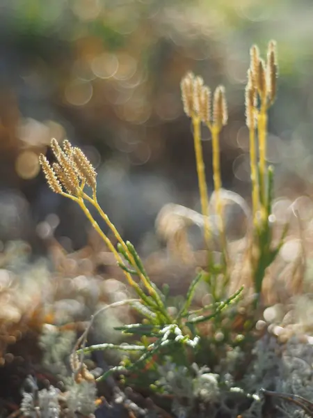Ликоподиевый мох — стоковое фото