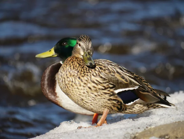 Anka på floden på vintern — Stockfoto