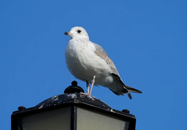 Seagull op lantaarn — Stockfoto