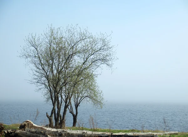 Strom na pobřeží jezera — Stock fotografie