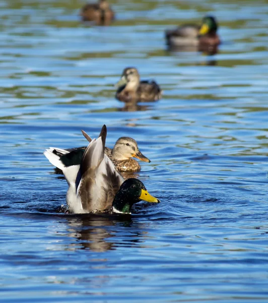 Eend op het meer — Stockfoto